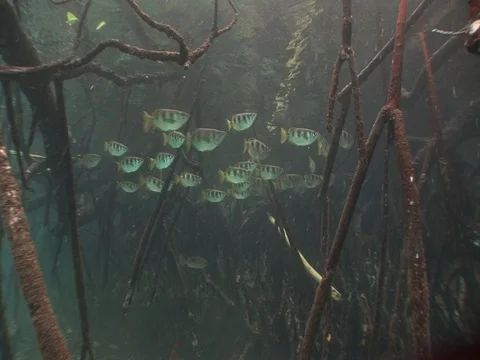 Archerfish in Mangroves Video stock 98473360