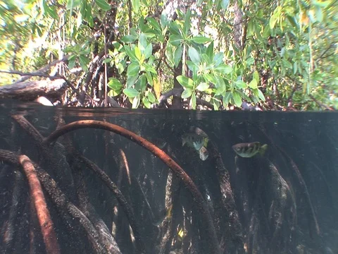 Archerfish in Mangroves Stock Footage 98473387