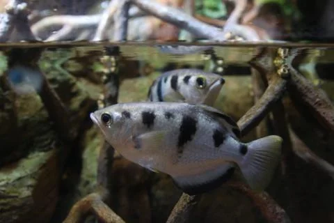 Archerfish Stock Photos