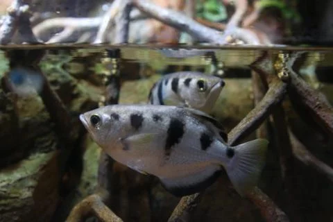 Archerfish Foto stock