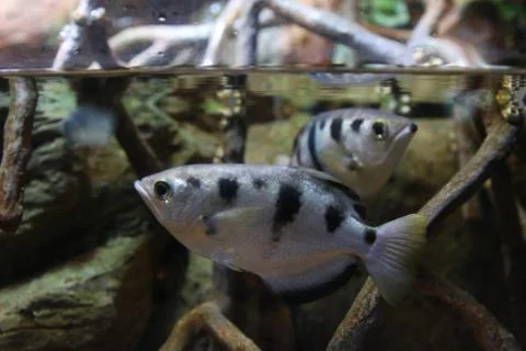 Archerfish Stock Photos