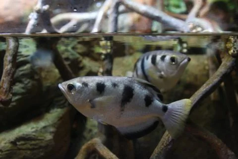 Archerfish Stock Photos