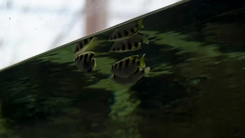 Archerfish Underwater Closeup View of School of Striped Fish in Aquarium Tank Stock Footage 338372172