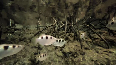 Archerfish waiting below overhanging vegetation to target small insects. Stock Footage 335887506