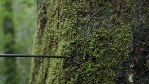Archery arrow hitting a mossy tree trunk in slow motion Stock-Footage 331957066