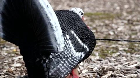 Archery arrows hit a turkey target Stock Footage 171996596