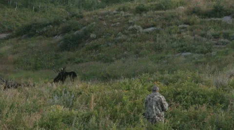 Archery moose hunt HD Stock Footage 10293856