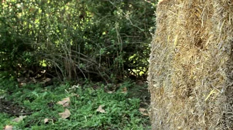 Archery Target Stock Footage 22772190