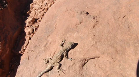 Arches National Park Lizard Stock Footage 30369355