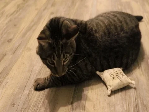 Archie1 Video stock 89735900