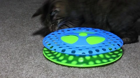 Archie3 Video stock 89887984