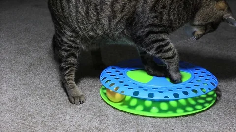 Archie4 Video stock 89887987