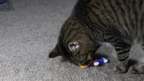 Archie5 Video stock 89887994