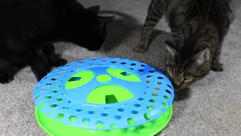 Archie6 Video stock 89887988