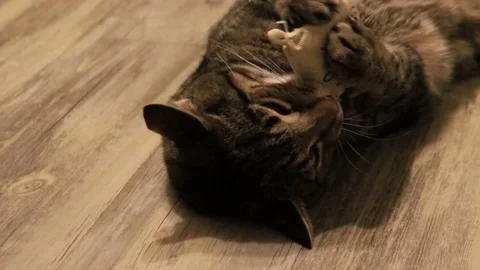 Archie9 Video stock 89887993