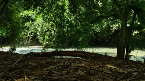 Arching Bamboo Trees Over Clear Tropical Stream Stock Footage 335140218
