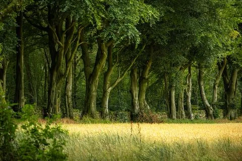 Arching beech trees and a dry stone wall at Upper Moor in the Derbyshire Dales 스톡 사진