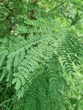 Arching compound leaves forming lush tropical vegetation. Stock Photos