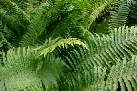 Arching fern fronds create an elegant green botanical pattern Stock Photos