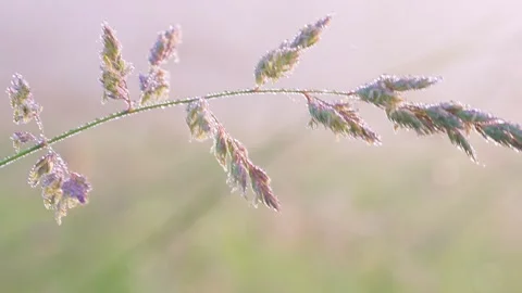 Arching grass stem with dew droplets catching soft morning light across pastel b Stock Footage 341881250