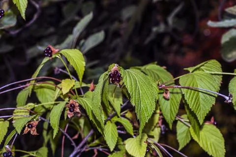 Arching Jetbead Branches with Red and Black Autumn Fruits Stock Photos