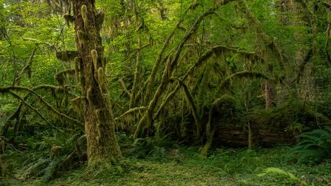 Arching Limbs of Sitka Trees Covered in Moss Фото