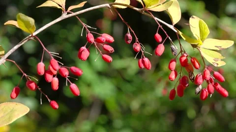 Arching shrub branch with hanging red berries and yellowing leaves in soft dayli Stock Footage 345678152