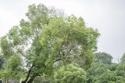 Arching Tree Canopy Detail for Botanical Design. Stock Photos