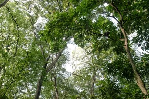 Arching Tropical Tree Crown with Open Sky Above Stock Photos