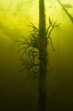 Architect of purity Stock Photos