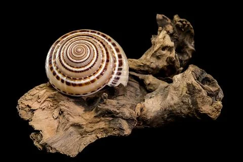 Architectonica perspectiva Shell on driftwood Foto stock