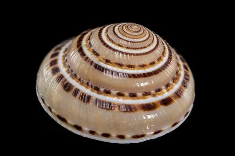 Architectonica perspectiva Shell Foto stock