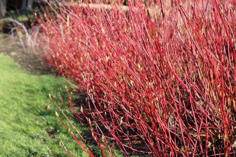 Architectural cornus shrub with red stems without foliage in winter Stock Photos