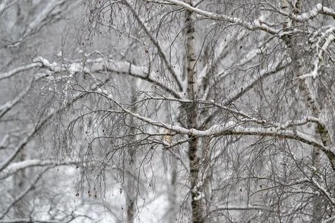 Architectural framing of snow laden branches, strong diagonal lines and inter Stock Photos