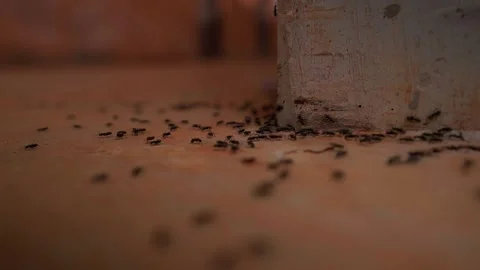 Architectural labor of Weaver and Army ants: From silk-stitched canopies to Stock Footage 324883248