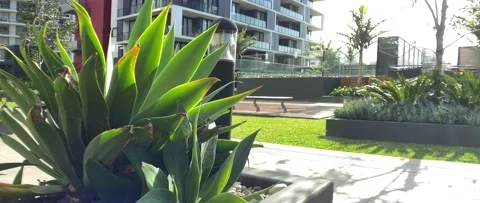 Architecture Aloe vera Stock Footage 163940463