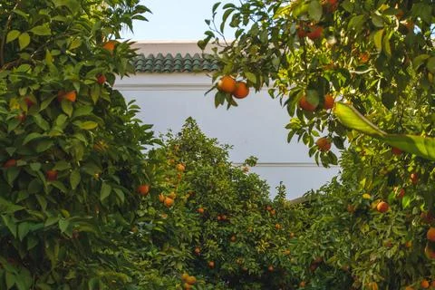Architecture and orange tree from Marrakech Stock Photos