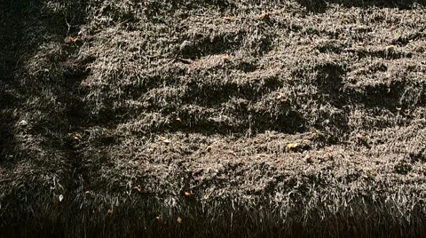 Architecture detail of an old house with reed roof Stock Footage