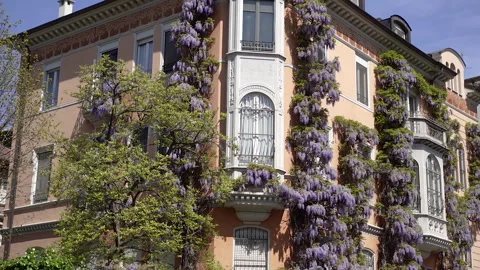 Architecture. Flowers covered the building. Stock Footage 256026416