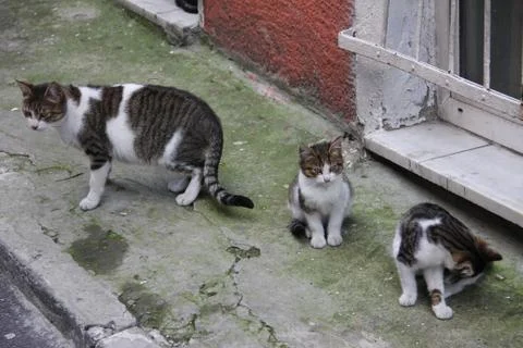 Architecture Stock Photos