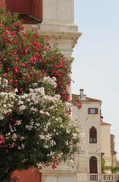 Architecture of Venice Stock Photos