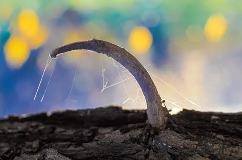 Architecture wildlife Foto stock