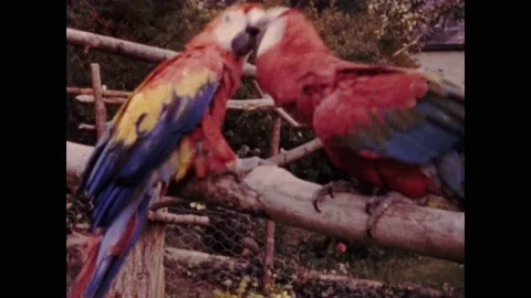 Archive footage of two parrots playing together in branch of tree 스톡 동영상 236841007