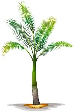 Archontophoenix alexandrae Stock Illustration