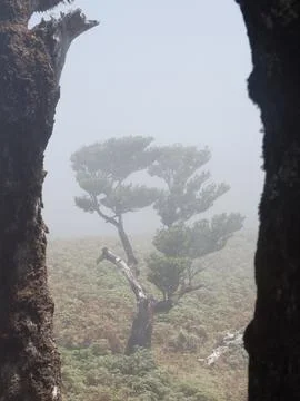 Archway of Ancient Laurel Tree Trunks - A mystical view through a dark, gna.. Stock Photos