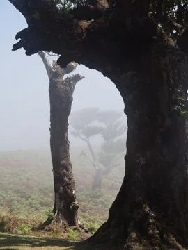 Archway of Ancient Laurel Tree Trunks - A mystical view through a dark, gna.. Stock Photos