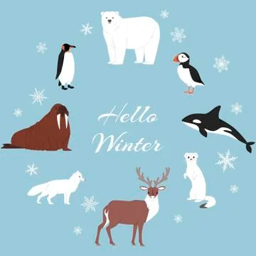 Arctic and antarctic animals vector set. Winter, nature and travel illustration Stock Illustration