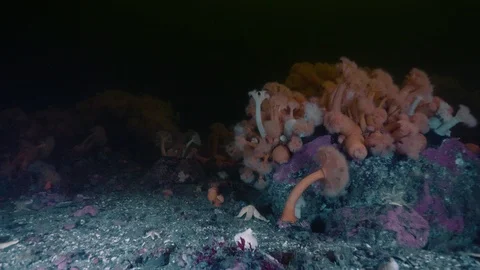 Arctic anemones Stock Footage 118045247