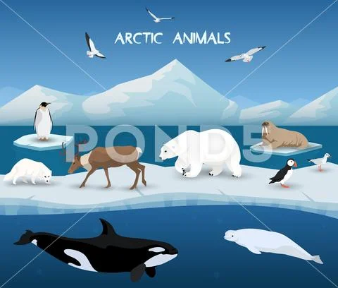 Arctic Animals Character and Background, Winter, Nature Travel and Wildlife Stock Illustration