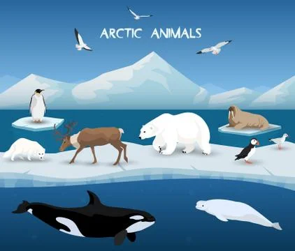 Arctic Animals Character and Background, Winter, Nature Travel and Wildlife Stock Illustration